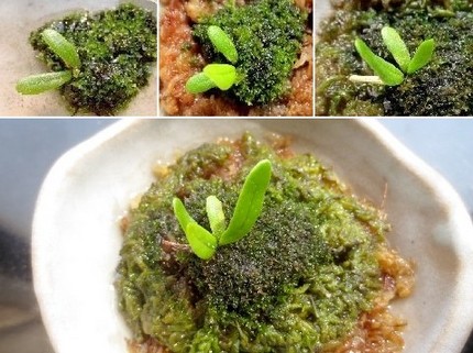 ファルコン植物記（７５４）成長...