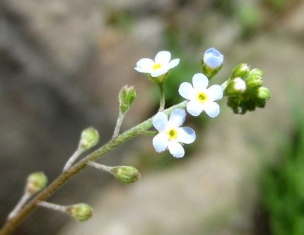 ファルコン植物記（７６９）淡青...