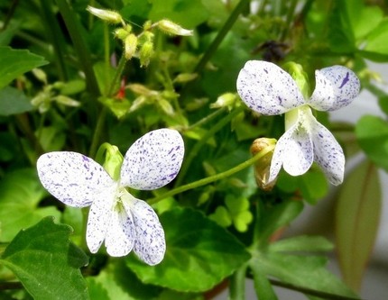 ファルコン植物記（７６４）青紫...