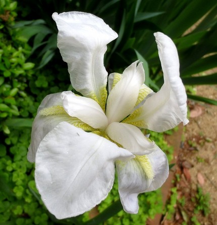 ファルコン植物記（７６０）白色...