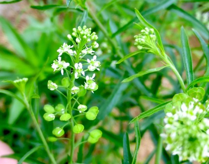 ファルコン植物記（７８１）白色...