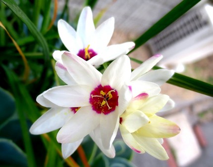 ファルコン植物記（７７９）白色...
