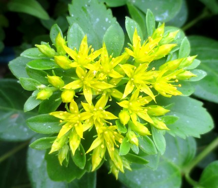 ファルコン植物記（７８９）黄色...