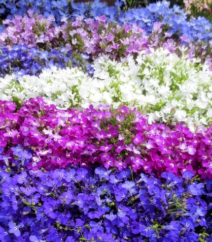 ファルコン植物記（７８８）鮮や...