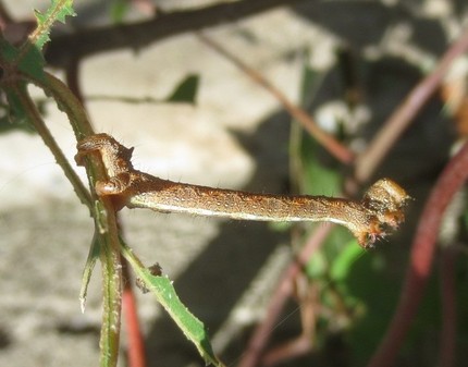 ファルコン昆虫記（２６０）木の...