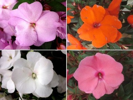 ファルコン植物記（７９９）多彩...
