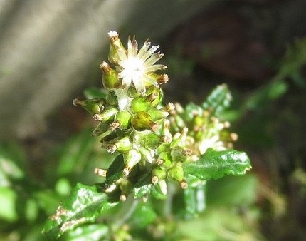 ファルコン植物記（８００）白色...