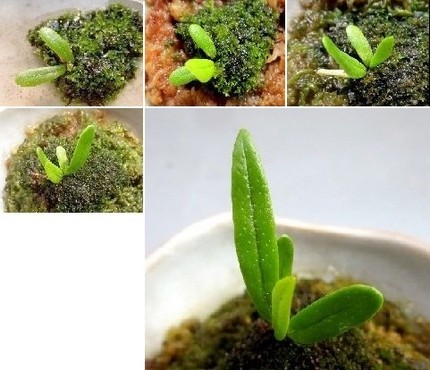 ファルコン植物記（７９１）成長...