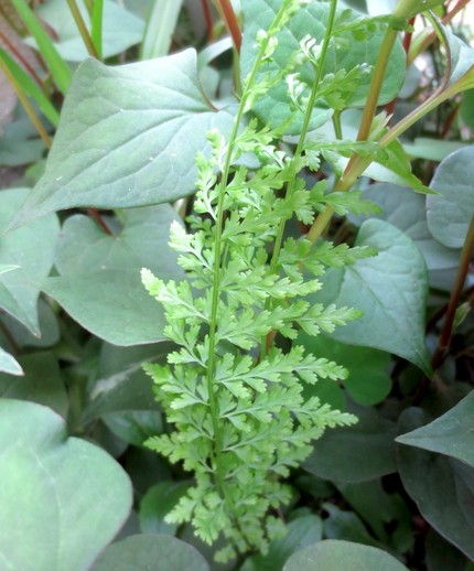 ファルコン植物記（８０２）ドク...
