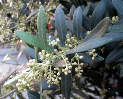 ファルコン植物記（８０５）蕾が...