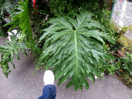 ファルコン植物記（８０９）巨大...
