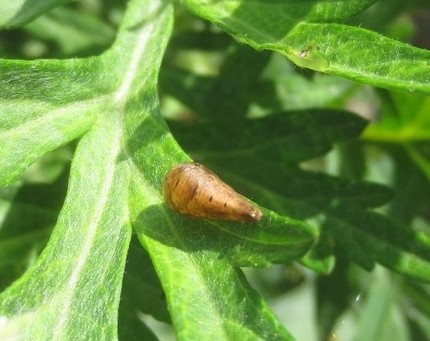 ファルコン昆虫記（２７０）ヨモ...