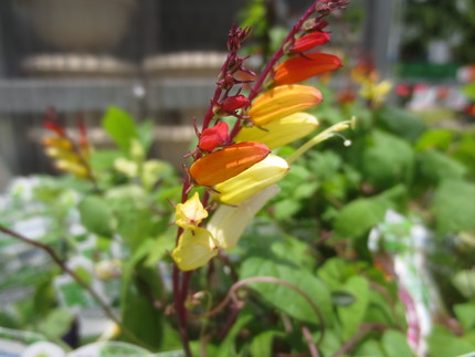 ファルコン植物記（８１２）花弁...