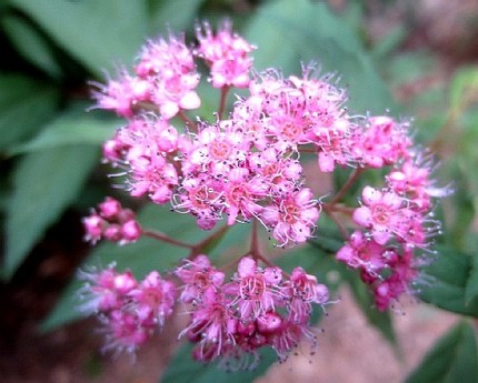 ファルコン植物記（８１３）淡紅...