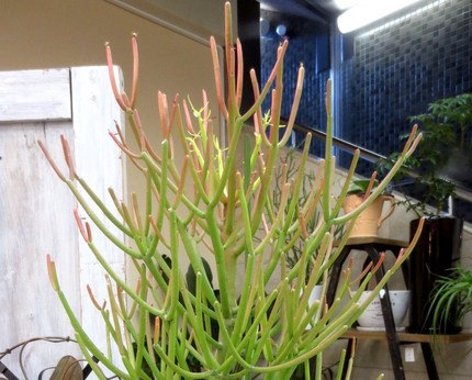 ファルコン植物記（８２１）枝状...