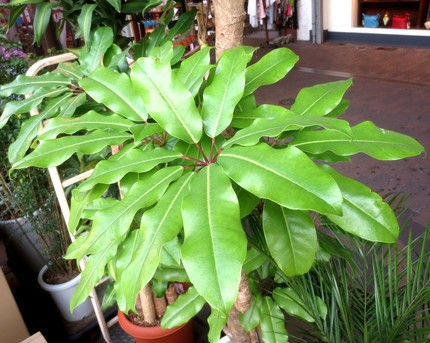 ファルコン植物記（８２７）掌状...