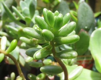 ファルコン植物記（８２８）多肉...