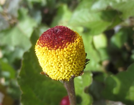 ファルコン植物記（８２９）卵の...