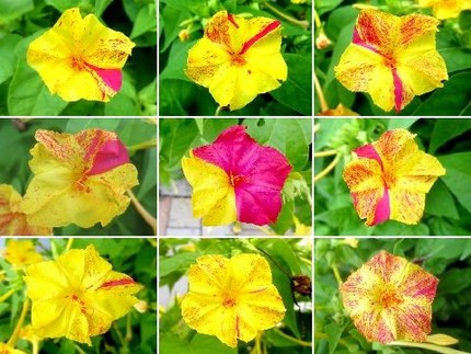 ファルコン植物記（８２３）絞り...