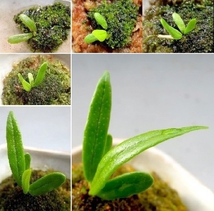ファルコン植物記（８２６）成長...
