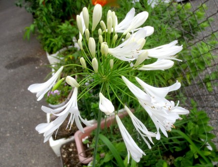 ファルコン植物記（８３５）白色...