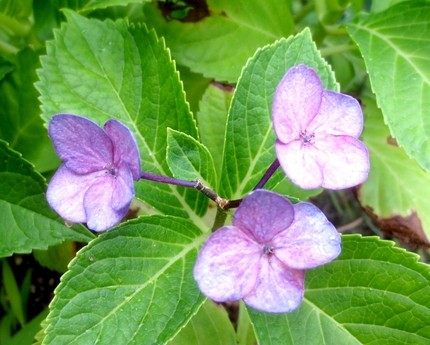 ファルコン植物記（８３７）＜ア...