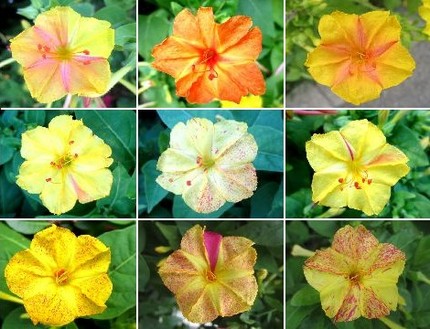 ファルコン植物記（８５２）絞り...