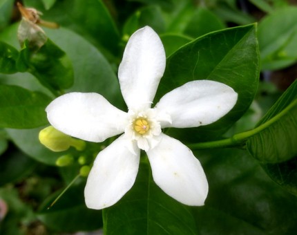 ファルコン植物記（８５３）白色...