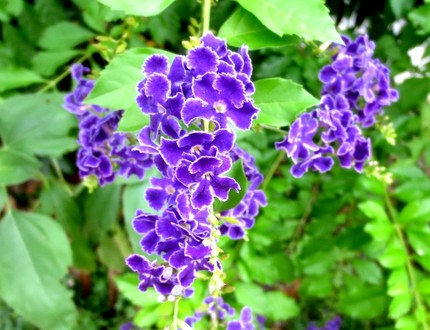 ファルコン植物記（８４５）青紫...