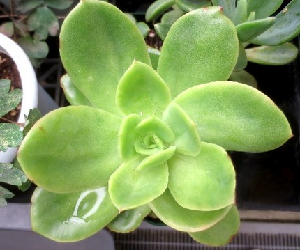 ファルコン植物記（８５４）ロゼ...