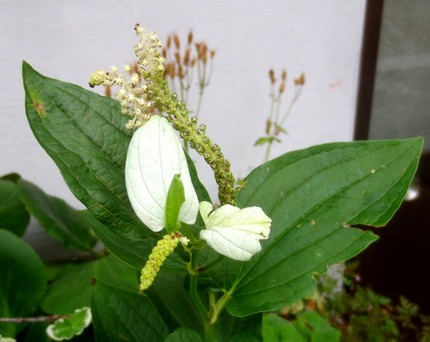 ファルコン植物記（８４９）葉が...