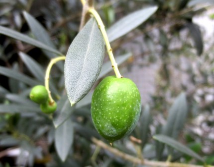 ファルコン植物記（８５６）実の...