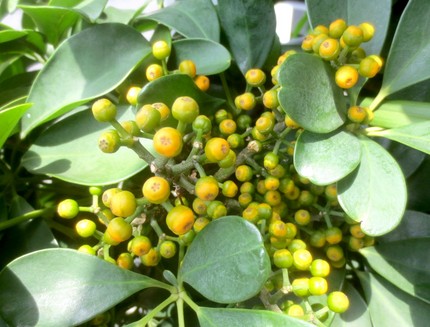 ファルコン植物記（８５７）実の...