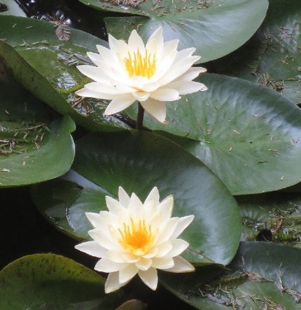 ファルコン植物記（８６６）白色...