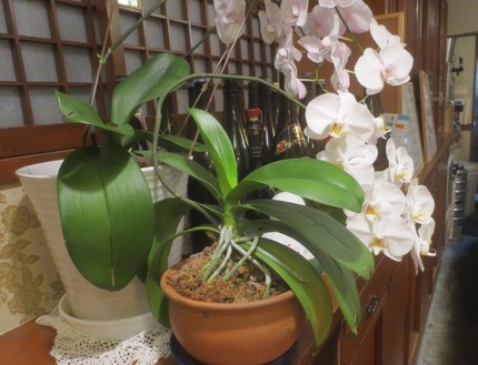 ファルコン植物記（８５９）白色...