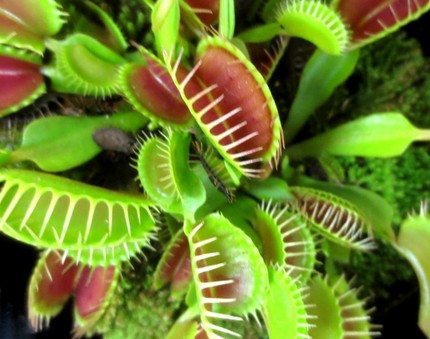 ファルコン植物記（８７０）食虫...