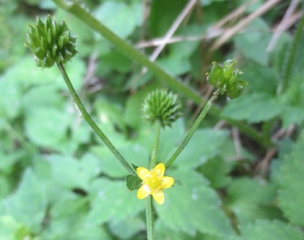 ファルコン植物記（８７８）黄色...