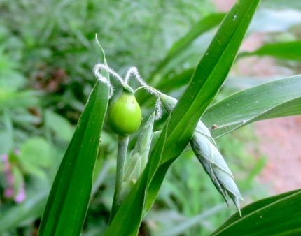 ファルコン植物記（８８０）面白...