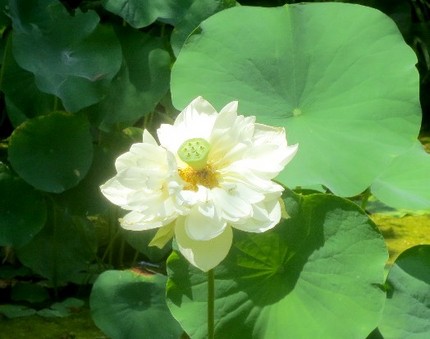 ファルコン植物記（８８５）白色...