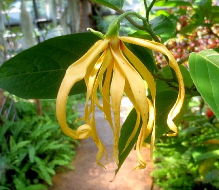 ファルコン植物記（８９２）縮れ...