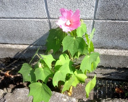 ファルコン植物記（８７９）ど根...