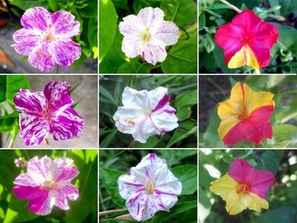 ファルコン植物記（８９３）絞り...