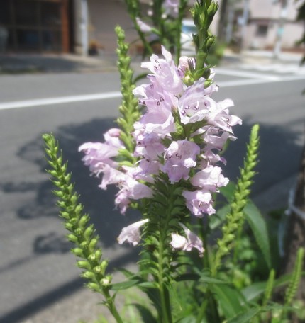 ファルコン植物記（８９４）淡桃...