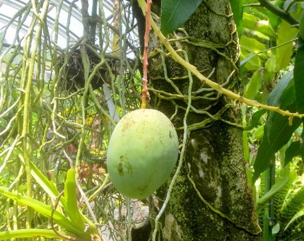 ファルコン植物記（８９７）実の...
