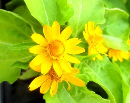 ファルコン植物記（９０１）黄色...