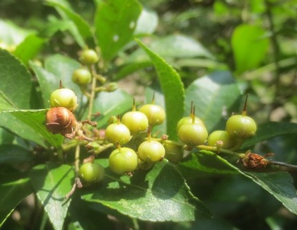ファルコン植物記（９０４）実の...
