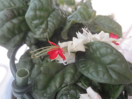 ファルコン植物記（９０７）赤色...