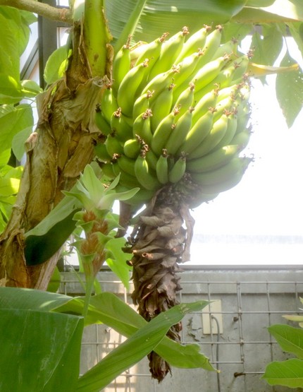 ファルコン植物記（９０８）実の...