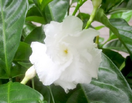ファルコン植物記（９０９）八重...