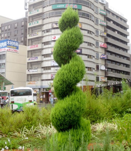 ファルコン植物記（８９９）＜見...